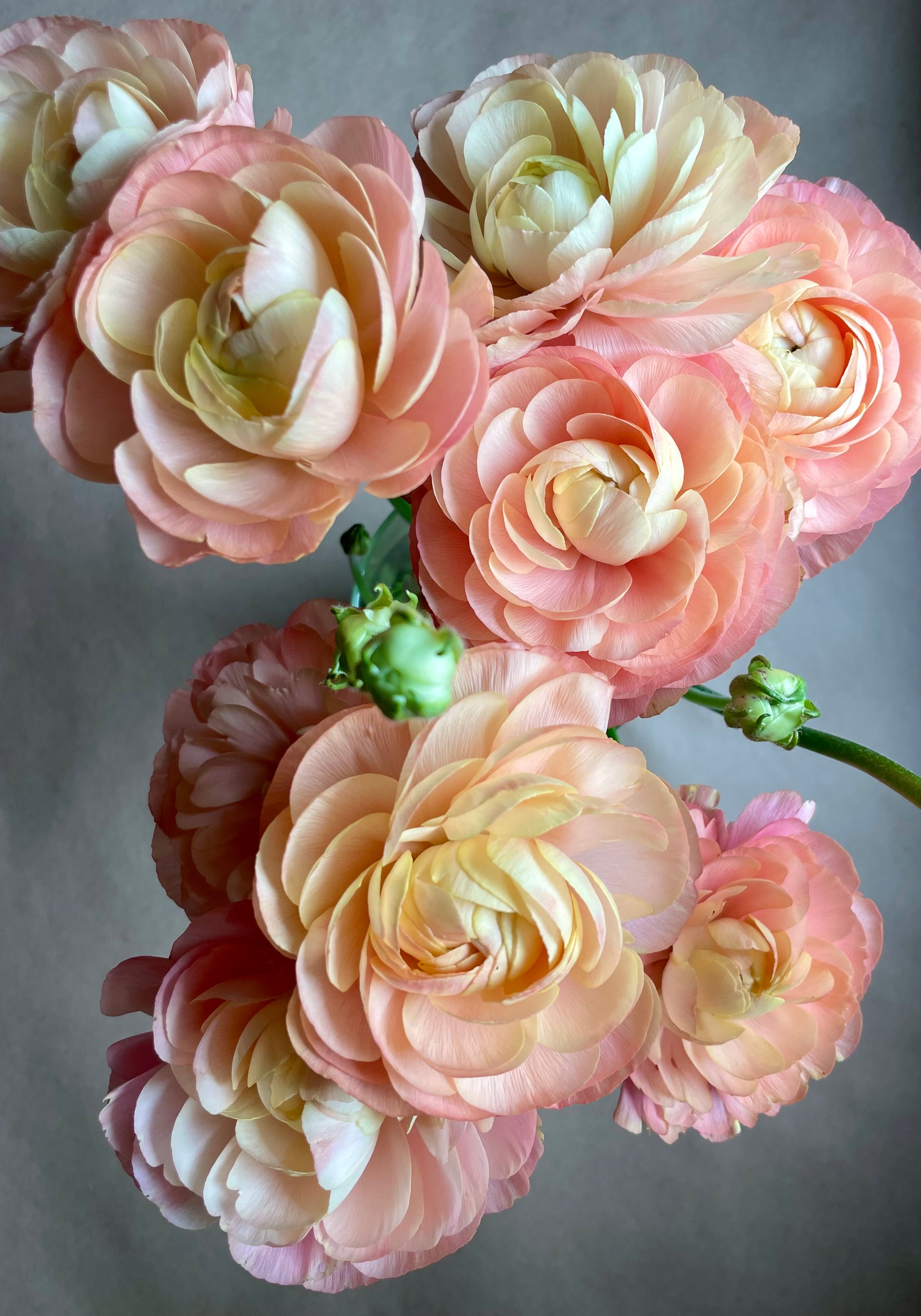 coral and yellow ranunculus in full bloom